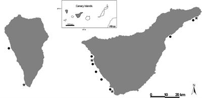 Phenotypic Convergence in Sea Bass (Dicentrarchus labrax) Escaping From Fish Farms: The Onset of Feralization?